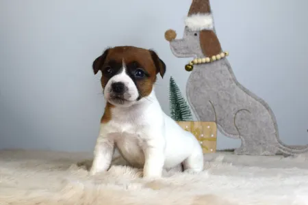 Jack Russell Terrier - Gold Leash Ursa