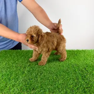 Zwergpudel - Hillary