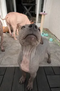 Amerykański nagi terier - Shiny Dog Fabius 