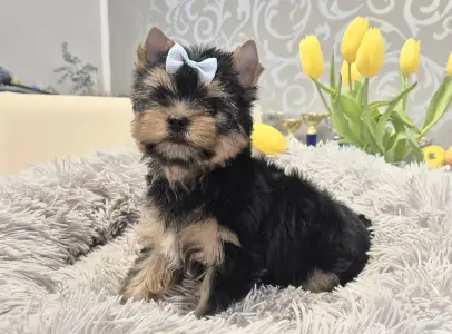 Yorkshire Terrier - Lamborghini Diablo