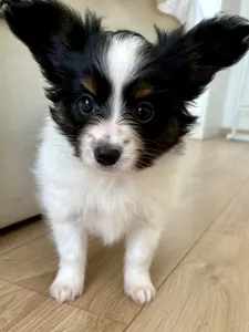Papillon - Angyali Pillangó Bíborka