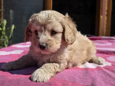 Cavapoo - Mona