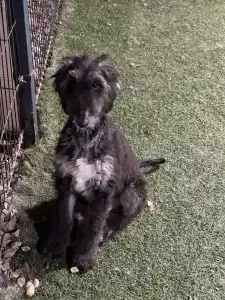 Afghanischer Windhund - Xelina