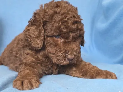 Cavapoo - Milka