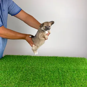 Chihuahua - Jilli