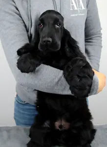 Angol Cocker spániel - Spirit Of Midnight