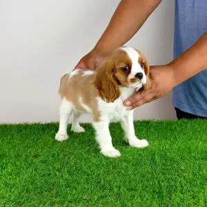 Cavalier King Charles Spaniel - Tici