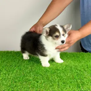 Welsh Corgi Pembroke - Corsa