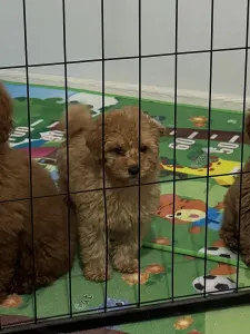 Barbone toy - Fairytail World Abel