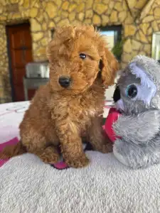 Poodle Miniature - Red