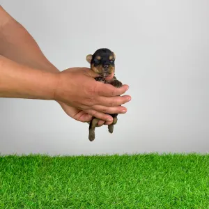 Jorkšírský teriér - Wanda