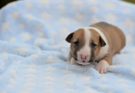 Miniature Bullterrier - Neil
