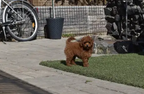 Pudel Toy - Bravados Eperke