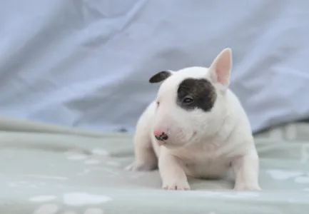 Bullterrier pitic - Lucas