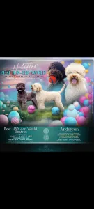 Lagotto Romagnolo - Best Hun-ter World Hörbi