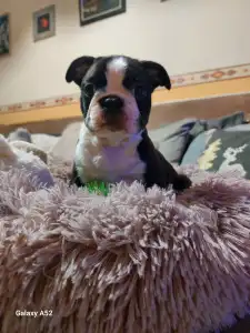 Boston Terrier - Rudolf ( Rudolph )