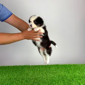 Australian Shepherd - Genovina