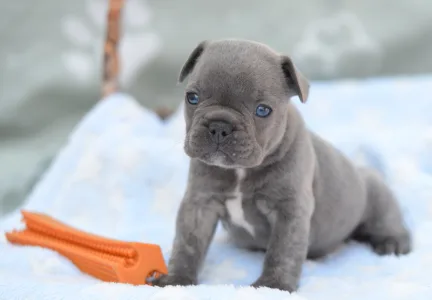 Francuski buldog - Monty