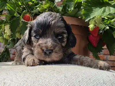 Kavapoo - Max