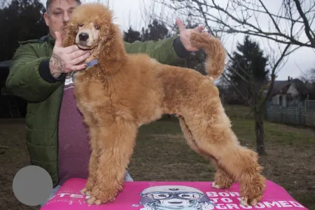 Poodle Standard - Jatt Black