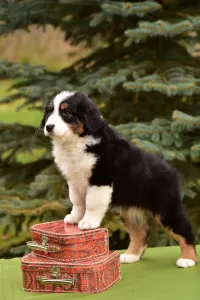 Australian Shepherd - Miami