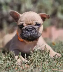 French Bulldog - Udo
