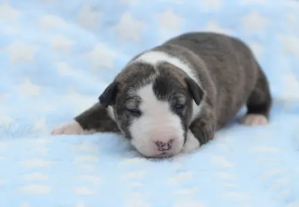 Miniature Bullterrier - Nathan