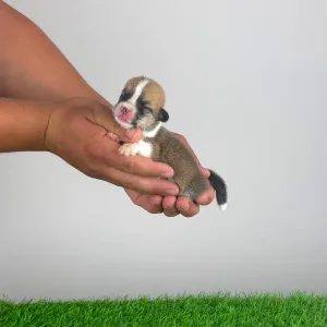 Welsh Corgi Pembroke - Cabby