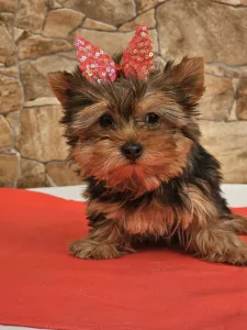 Yorkshire Terrier - Carmen