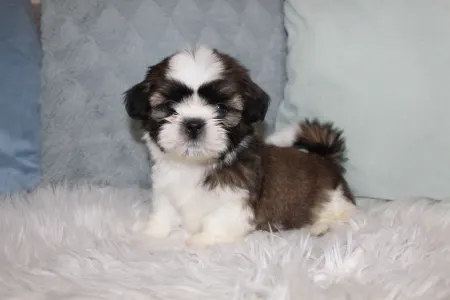 Shih Tzu - Astor