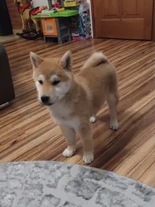 Shiba - Fornax