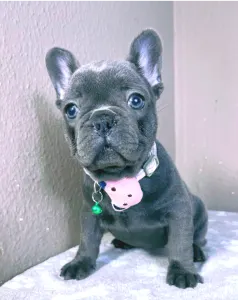French Bulldog - Barbie