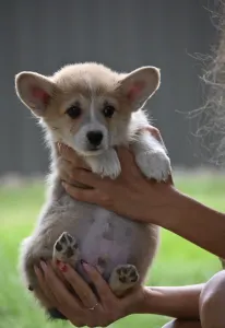 Welsh Corgi Pembroke - Agadír
