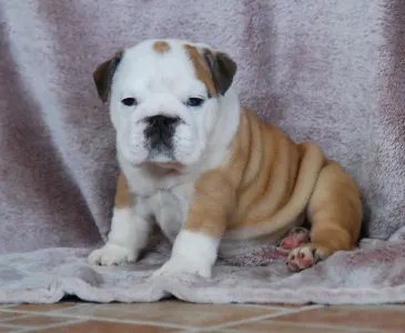Angol bulldog - Rengőhegyi-ormán Desiree