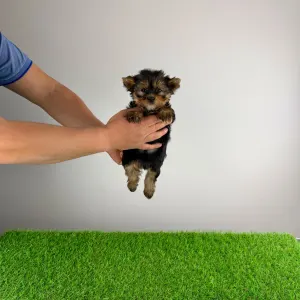 Yorkshire Terrier - Riffraff