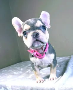 French Bulldog - Amelie