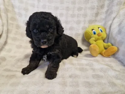 Cavapoo - Samuel