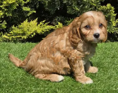 Cavapoo - Bob