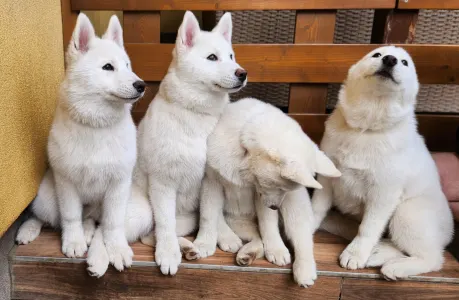 Siberian Husky - Jade Of Polar Moonlights