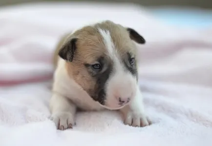 Bulterrier miniaturowy - Juno