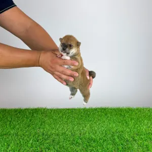 Shiba inu - Xulda