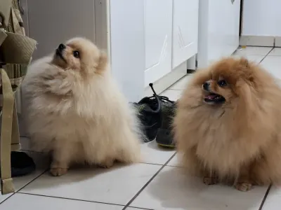 Pomeranian - Honey Sade