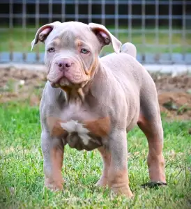 American Bully - Standard - Ghostface Fighters Casey