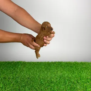 Caniche Nain - Antec