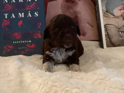 Chien d'eau romagnol - Betyár