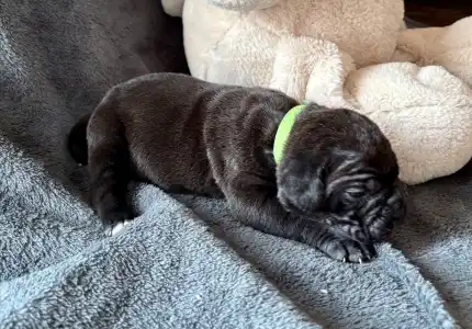 Cane Corso Italiano - Sonja