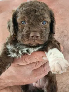 Lagotto Romagnolo - Aster