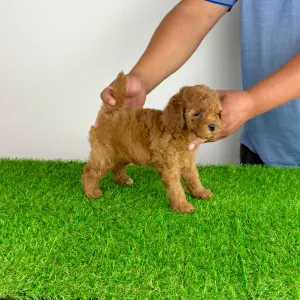 Caniche Nain - Vioska