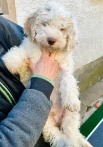 Romagna Water Dog - Zummi Gummi