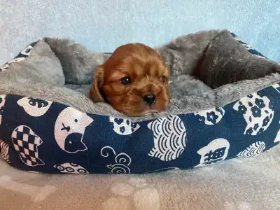 Cavalier King Charles Spaniel - Rowley